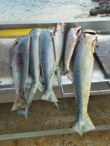 Frischer Fisch vom lokalen Fischer in Buccoo auf Tobago in der Karibik